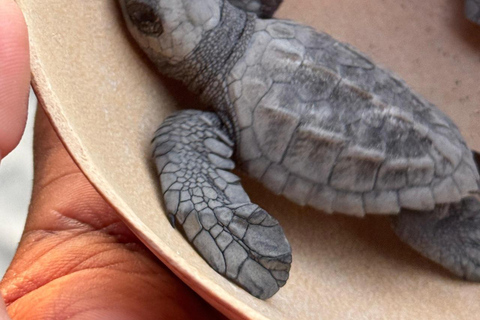 Puerto Escondido: Unforgettable Turtle Release Experience