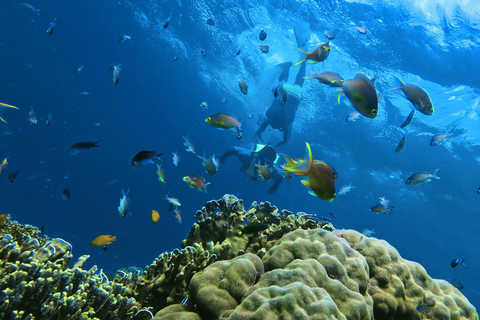 Mantayupan Falls & Moalboal: Snorkeling & Sardine Run Tour