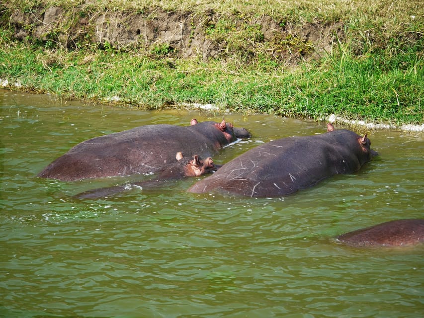9 Tage Best of Uganda Safari mit Gorillas - Hizvo