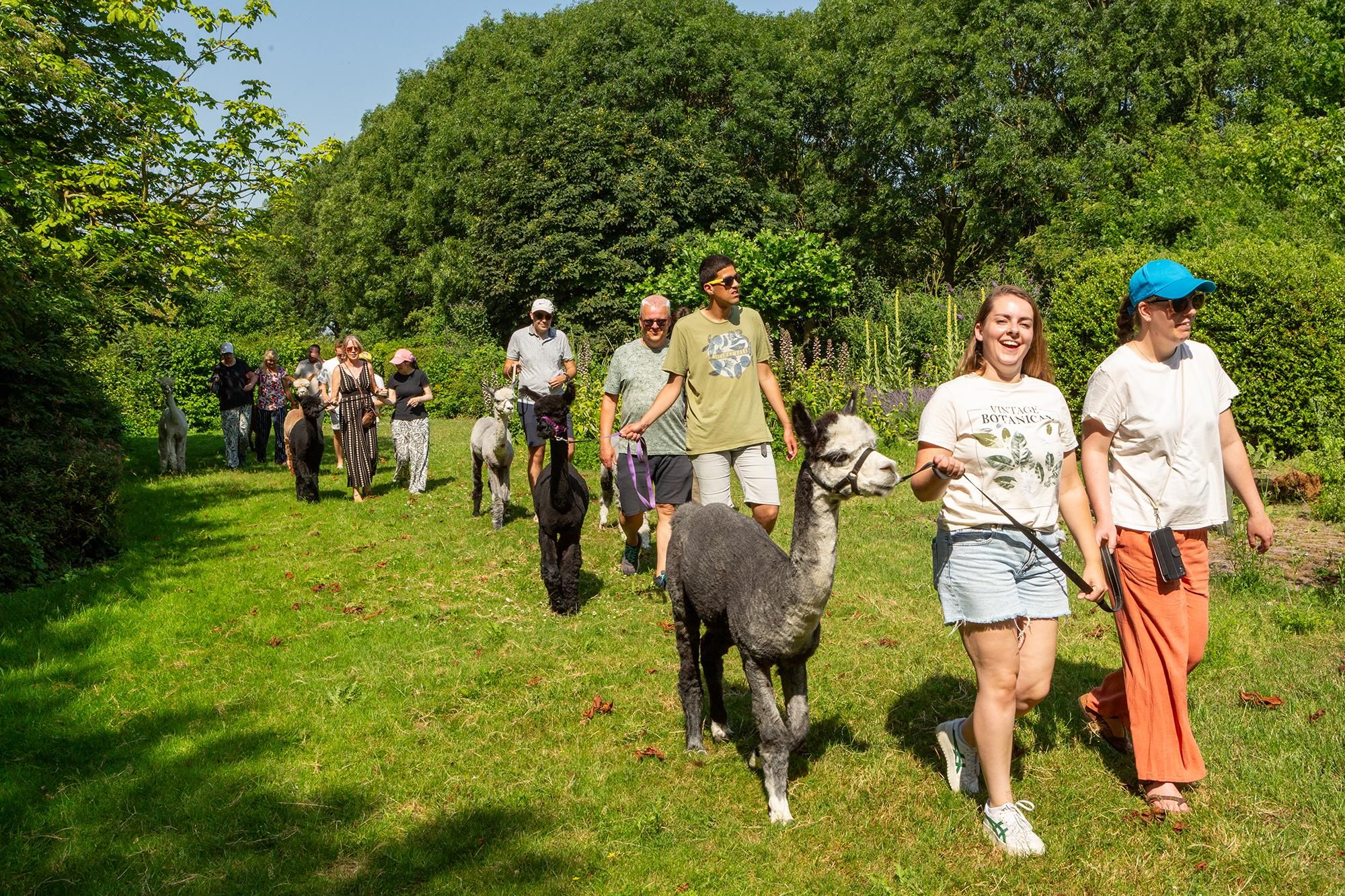 Zeeland: Tour mit Alpakas und Meet & Feed