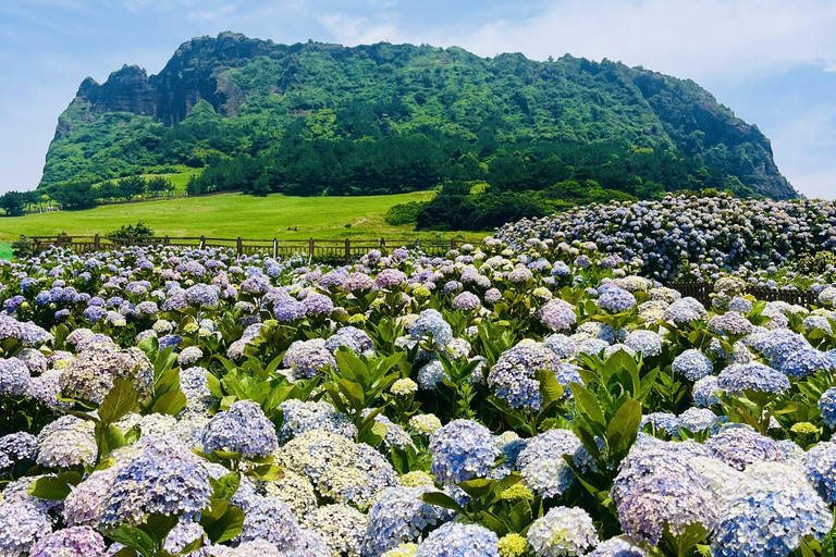 Jeju Trendy Café Tour including Snoopy Garden