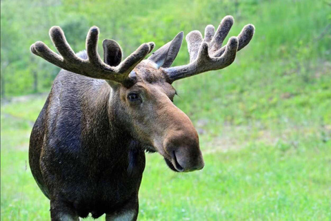 Banff: Twilight Wildlife-Alpine Lakes: Private Sunset Safari Group of 1-2 persons