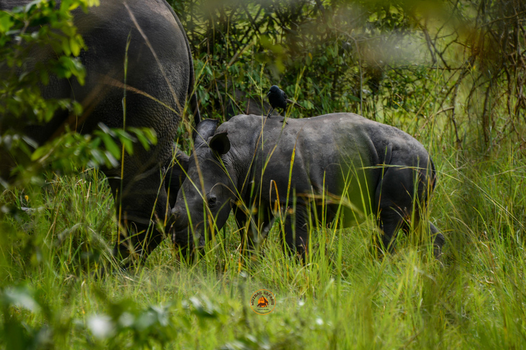 Uganda 10-dniowe safari wśród dzikich zwierząt i naczelnych.