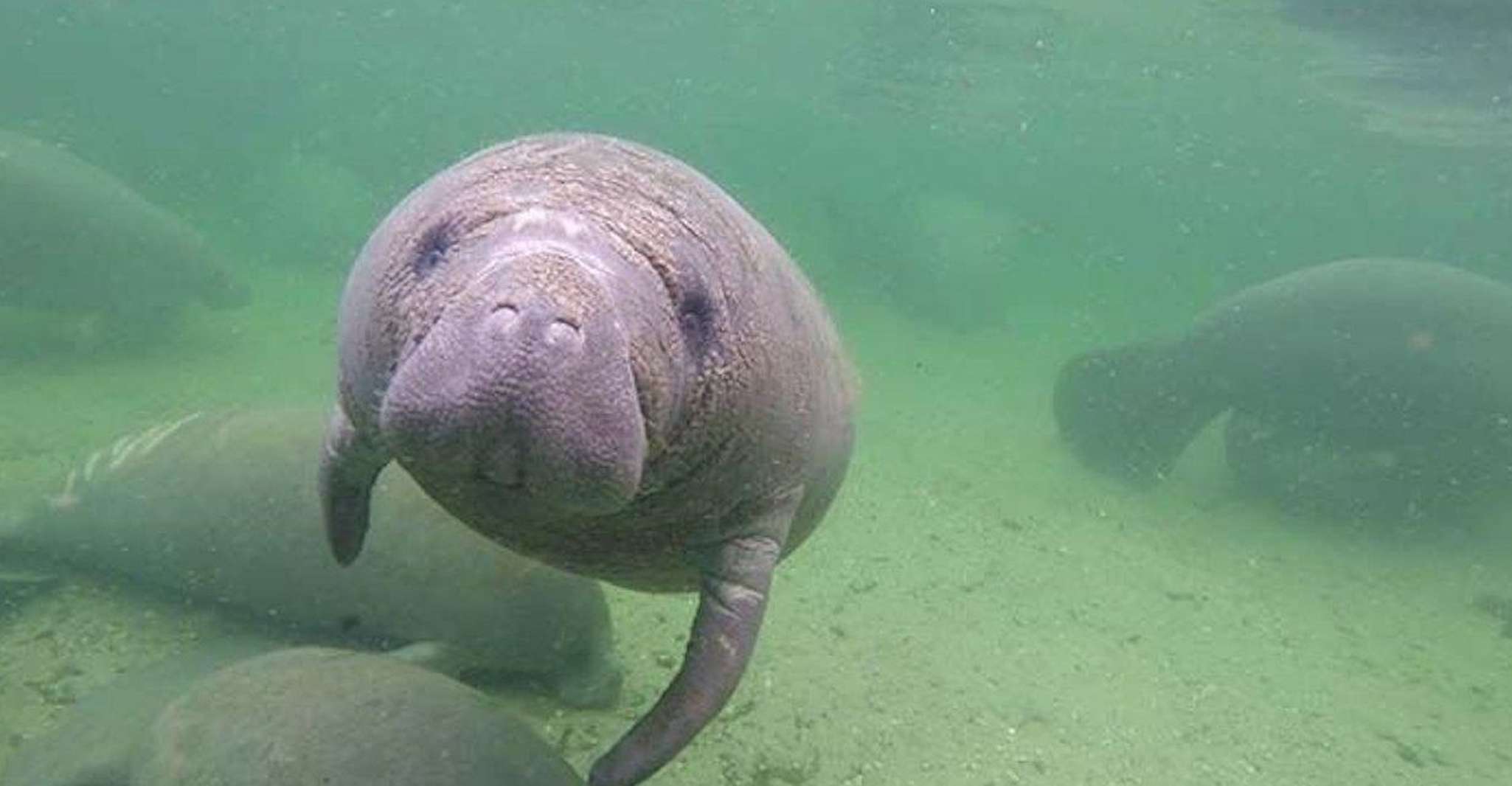 Bradenton, Anna Maria Island Guided Kayaking Manatee Tour - Housity