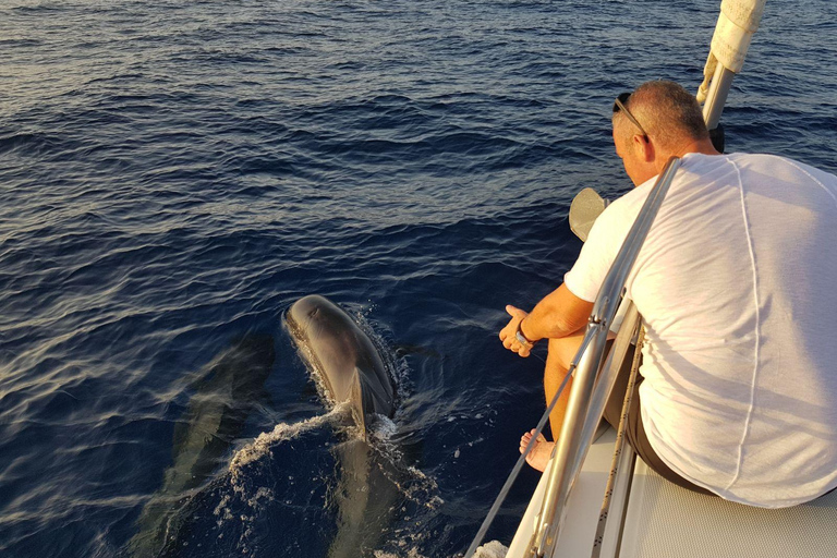 Boat Trip: Dolphin & Whale Watching Sailing Tour 11 Pax Max Boat Trip: Dolphin & Whale Watching Sailing Tour 11 Pax Max