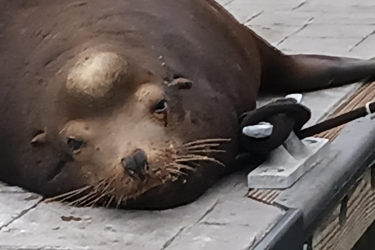 Los Angeles Luxus-Kreuzfahrt mit Wein, Charcuterie und SeelöwenGYG#1 Bootstour mit Wein &amp; Käse oder Überraschungsdinner Option