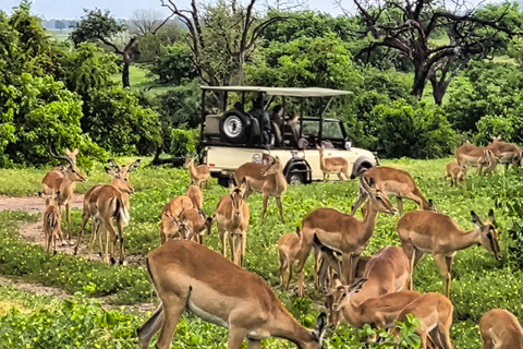 Chobe National Park Express Land Safari + Pickup