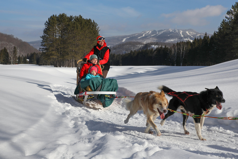 Mont-Tremblant: Guided Dogsledding Tour with Hot Chocolate Transport from Tremblant Resort