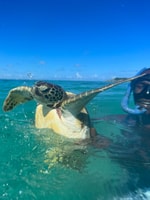 Nassau, Pig Beach, Tartarughe, Snorkeling nella barriera corallina e pranzo - Hizvo
