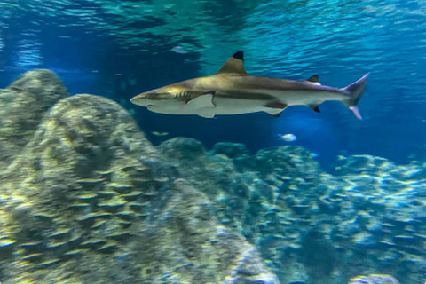 Mexico : billet d'entrée à l'Acuario Michin
