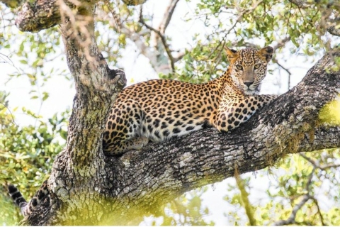 Parc national de Wilpattu : Safari léopard du matin ou du soirParc national de Wilpattu : Safari matinal au léopard