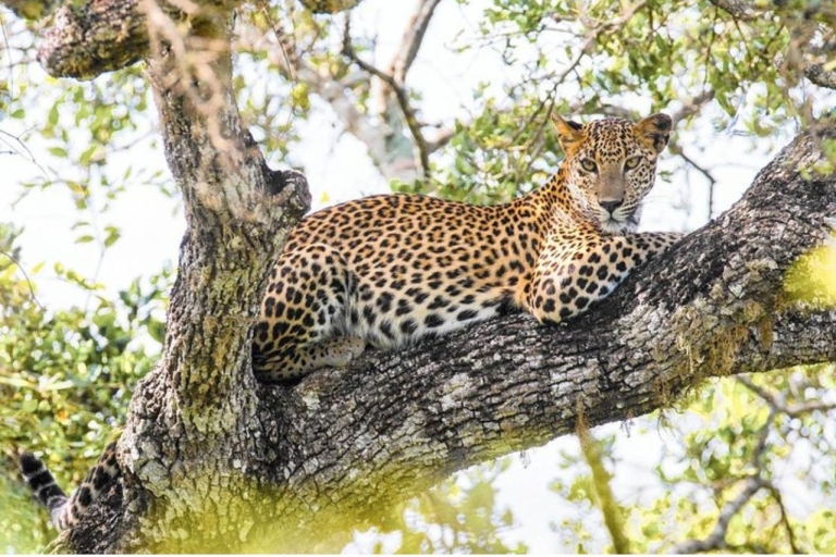 Parque Nacional de Wilpattu: Safari con leopardo por la mañana o por la tardeParque Nacional de Wilpattu: Safari nocturno con leopardo
