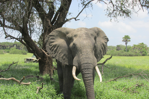 3 DAGEN SAFARI NAAR SELOUS wildreservaat (Flying Safari)DRIE DAGEN SAFARI NAAR SELOUS wildreservaat (Flying Safari)