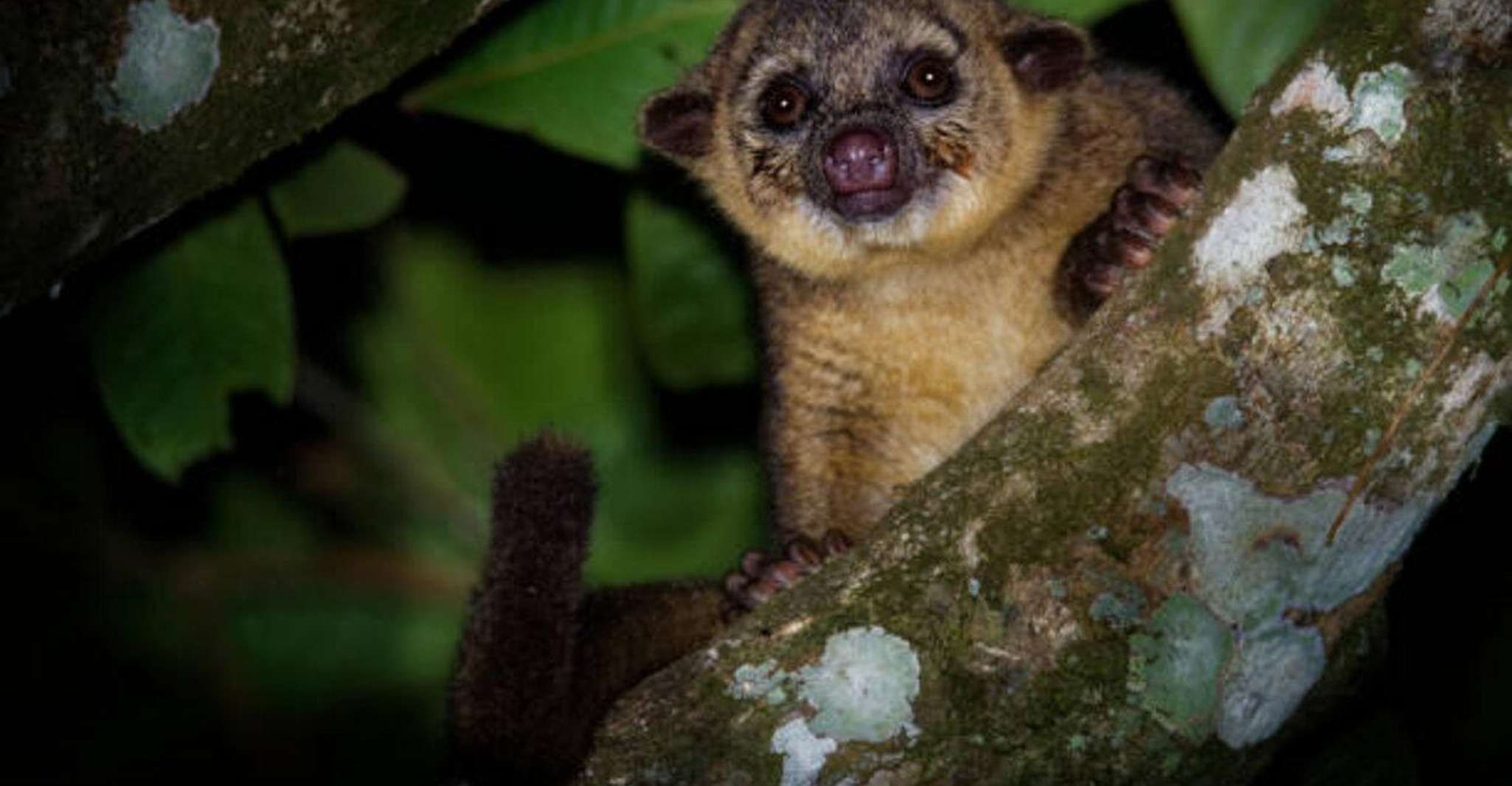 La Fortuna Night Walk in a High Biodiversity Rainforest - Housity