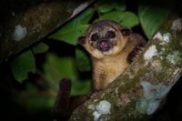 La Fortuna Night Walk in a High Biodiversity Rainforest - Housity