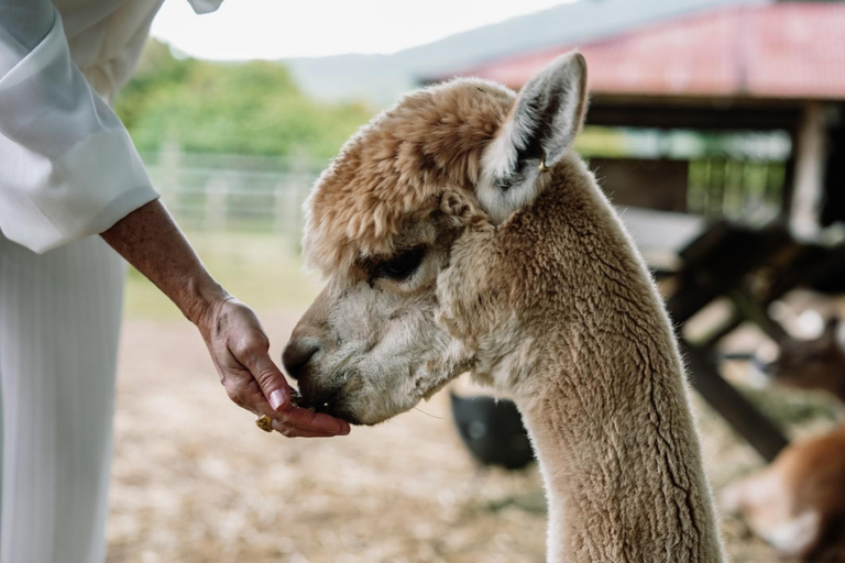 Morning with Horses, Alpacas, Turtles & Breakfast