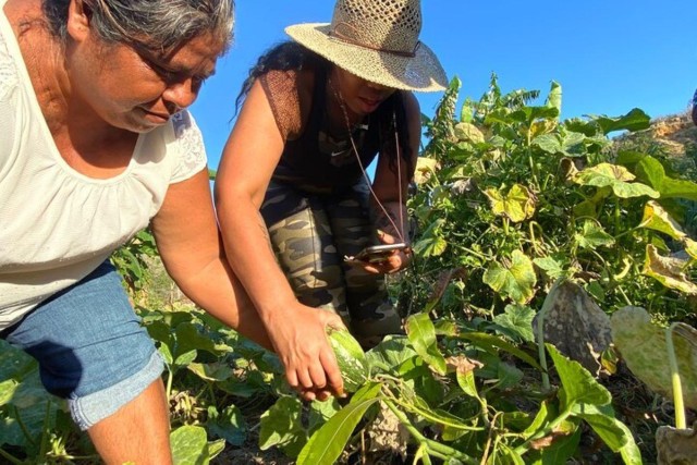 Visit Los Cabos Azteca Cactus Taco Farm to Table Cooking Class in Cabo San Lucas