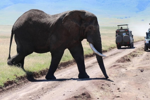 10 días de experiencia de safari de luna de miel en Kenia con un jeep 4x4Safari de luna de miel de 10 días en Kenia