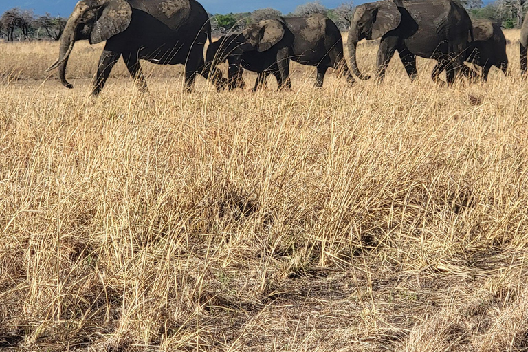 3-days 2-nights Zanzibar to Mikumi Safari wildlife-bye Boat