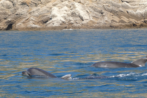 Dolphin Watching in Arrábida Natural Park