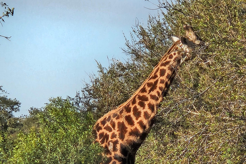 Tour privado de safari: Los 5 Grandes del Parque Nacional de Pilansberg