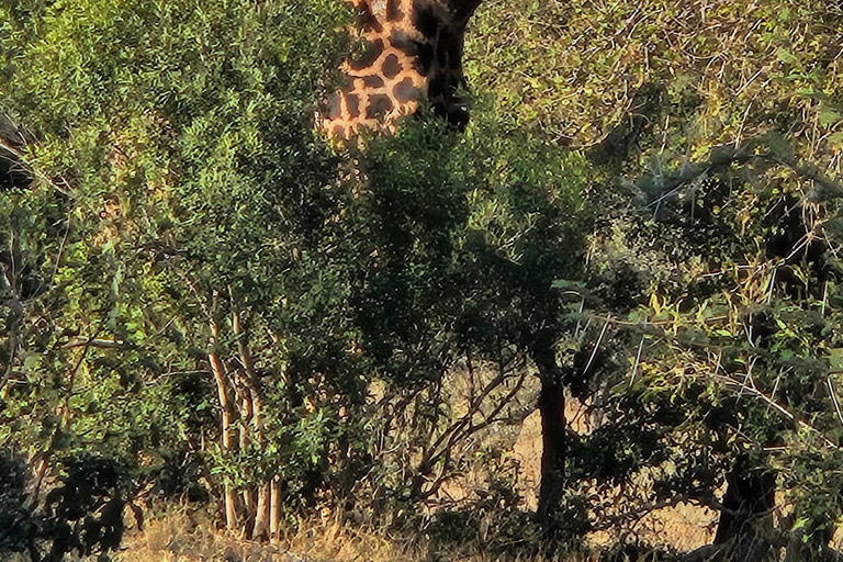 Visite privée : Parc national du Pilansberg Big 5