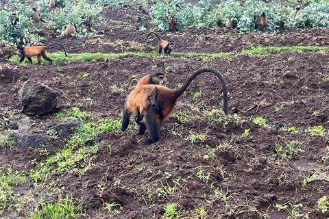 From Kigali: 1 Day Golden Monkey Trek in Volcanoes NP