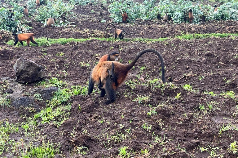 From Kigali: 1 Day Golden Monkey Trek in Volcanoes NP