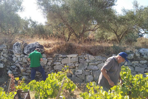 Die Tagestour zur Weinlese in Chania