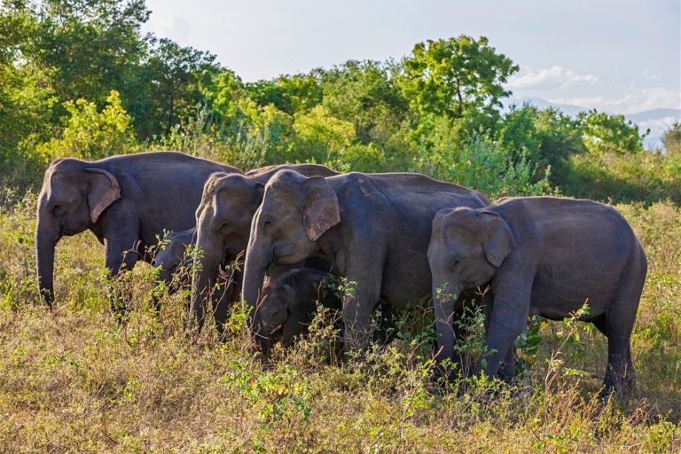 Vanuit Udawalawe :-Nationaal Park spannende halve dag safari