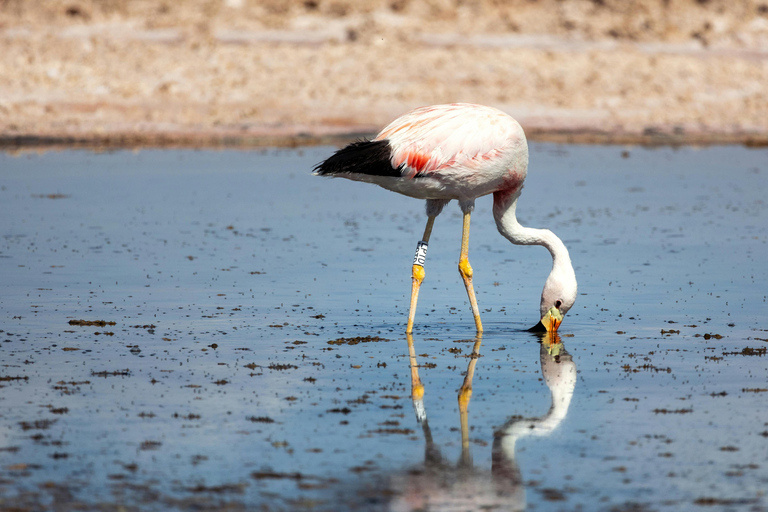 Doha: Desert Safari, Dune Bashing, Sandboarding & Salt lake