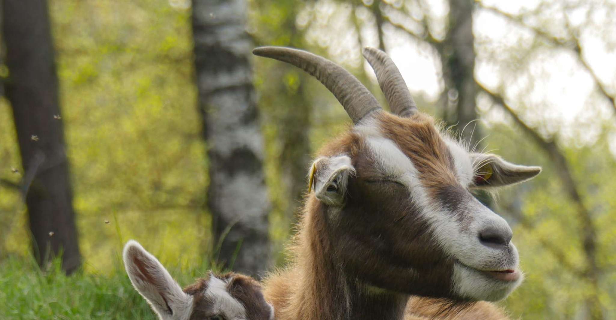 Climb the mountains together with goats - Housity