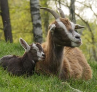 Climb the mountains together with goats - Housity
