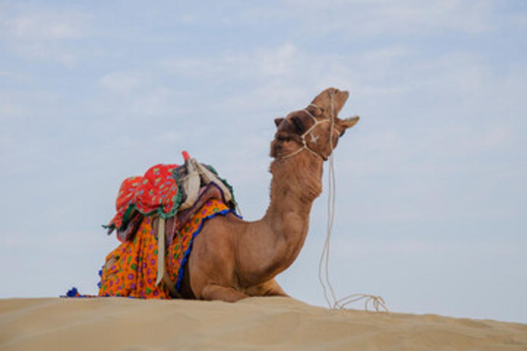 Depuis Jodhpur : Osian Desert Camp avec safari à dos de chameau ou en jeep