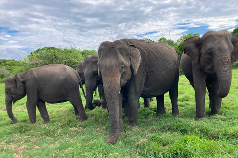 From Sigiriya: Minneriya National Park Private Safari Tour