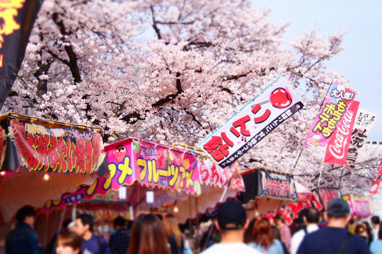 Nagoya Sakura Tour