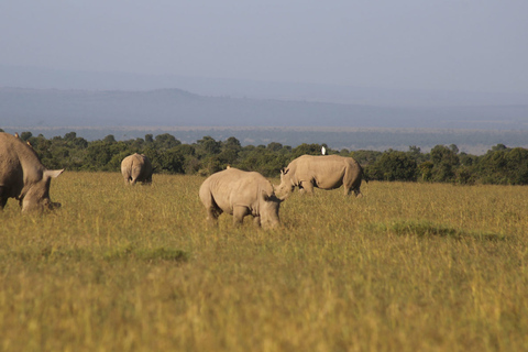 Da Nairobi Ol Pejeta Conservancy Tour guidato di un giorno