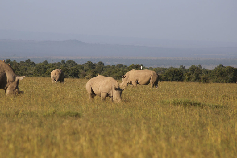 Da Nairobi Ol Pejeta Conservancy Tour guidato di un giorno