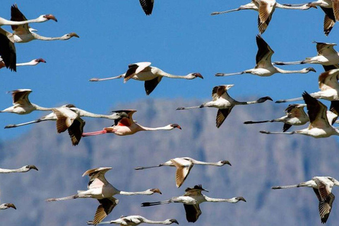 رحلة سفاري لمدة يومين لمشاهدة عجائب الطبيعة الأفريقية