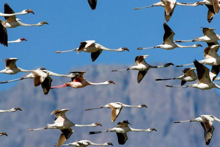 رحلة سفاري لمدة يومين لمشاهدة عجائب الطبيعة الأفريقية