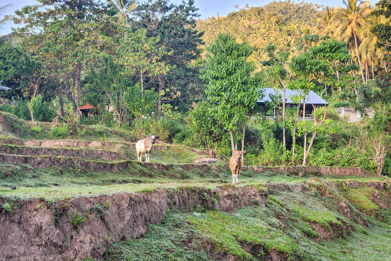 De Gili paddenstoel tours