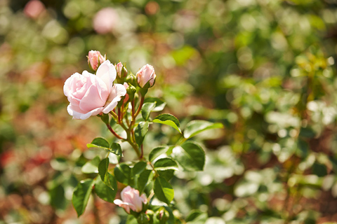 Bad Wörishofen: Rose Garden Tour Normalpreis