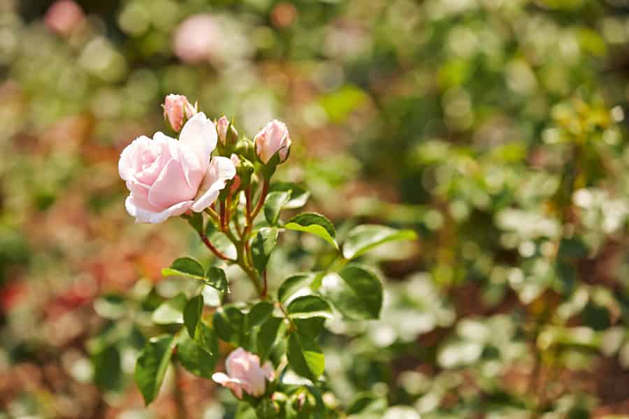 Bad Wörishofen: Rosengarten-Tour