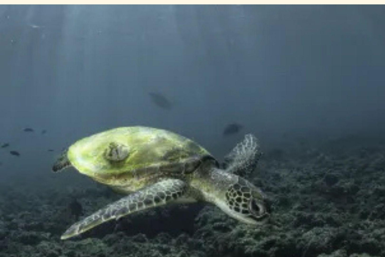 Daymaniyat Snorkeling with Photography & Onboard Ambience