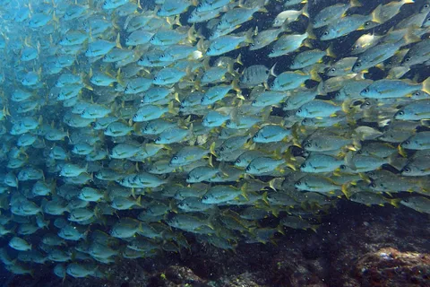 Discover Scuba Diving Experience