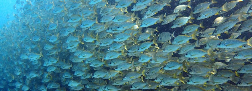 Découverte de la plongée sous-marine