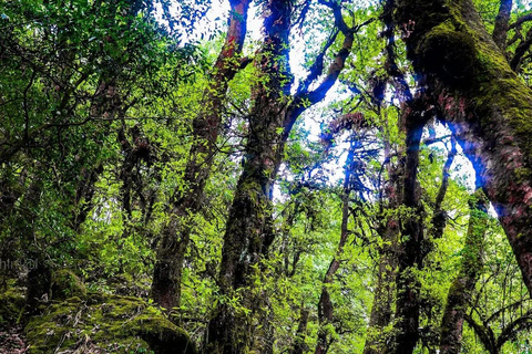 Kathmandu: Jamacho (Nagarjung Danda) dagwandelingJamacho trektocht