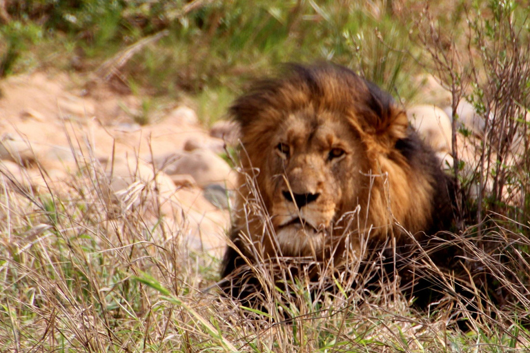 CAPE TOWN: PRYWATNE SAFARI W REZERWACIE GIER AQUILAZ Kapsztadu: Wycieczka w obie strony do Aquili z przejażdżką do gier