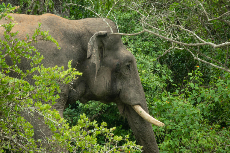 Yala: Expert Naturalist Safari, All-Inclusive & Dining Colombo, Katunayake, Negambo Area