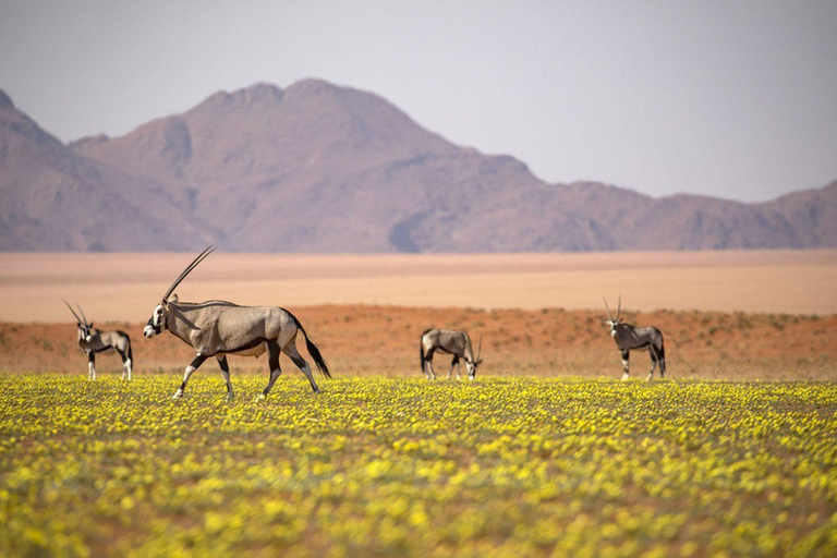 From Windhoek: 6-Day Namibia Safari with Lodging & Meals